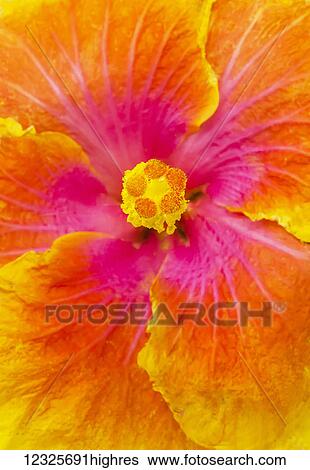Stock Photograph - Close-up macro shot of a beautiful orange, pink and yellow Hibiscus flower; Honolulu, Oahu, Hawaii, United States of America. Fotosearch