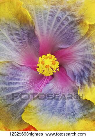 Stock Photograph - Close-up macro shot of a beautiful lavender, pink and yellow Hibiscus flower; Honolulu, Oahu, Hawaii, United States of America. Fotosearch
