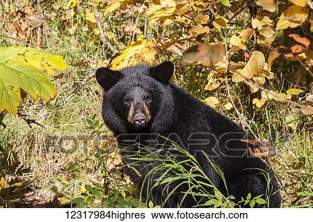 Stock Photograph - Close up of a Black bear among autumn foliage, Southcentral Alaska, USA. Fotosearch