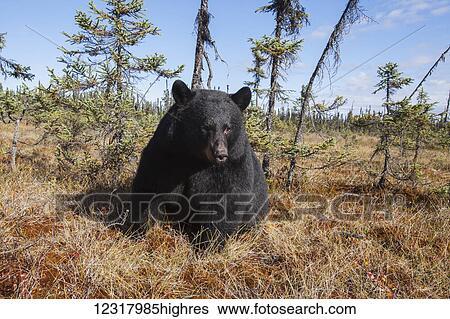 Stock Photograph - Close up of a Black bear among autumn foliage, Southcentral Alaska, USA. Fotosearch