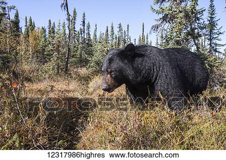 Stock Photograph - Close up of a Black bear among autumn foliage, Southcentral Alaska, USA. Fotosearch