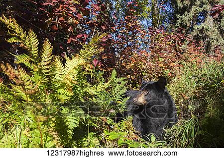 Close up of a Black bear among autumn foliage, Southcentral Alaska, USA View Large Photo Image Stock Photograph - Close up of a Black bear among autumn foliage, Southcentral Alaska, USA. Fotosearch