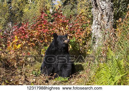Stock Photograph - Close up of a Black bear among autumn foliage, Southcentral Alaska, USA. Fotosearch