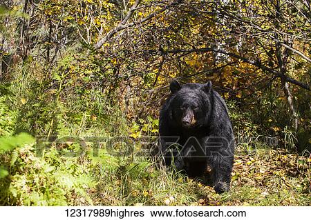 Close up of a Black bear among autumn foliage, Southcentral Alaska, USA View Large Photo Image Stock Photograph - Close up of a Black bear among autumn foliage, Southcentral Alaska, USA. Fotosearch