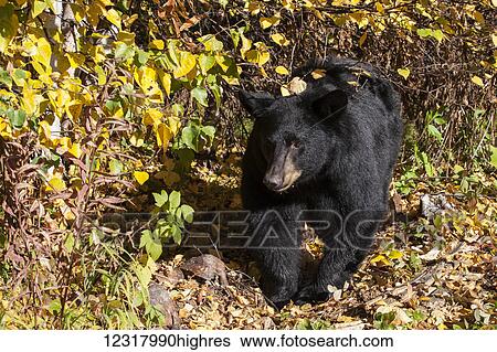 Stock Photograph - Close up of a Black bear among autumn foliage, Southcentral Alaska, USA. Fotosearch