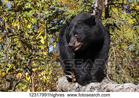 Stock Photograph - Close up of a Black bear among autumn foliage, Southcentral Alaska, USA. Fotosearch