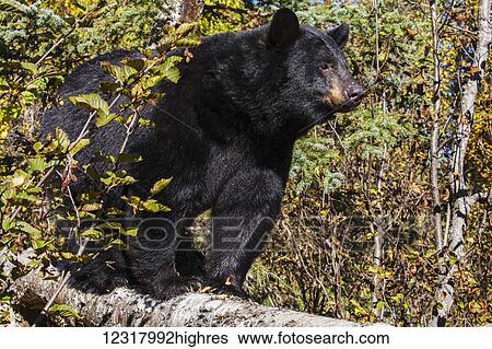 Stock Photograph - Close up of a Black bear among autumn foliage, Southcentral Alaska, USA. Fotosearch