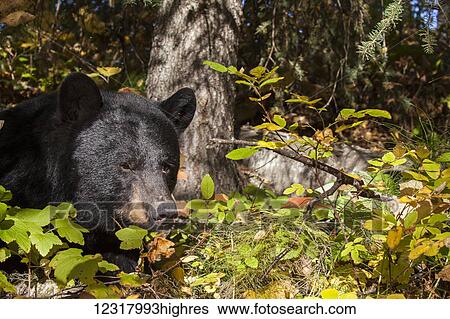 Stock Photograph - Close up of a Black bear among autumn foliage, Southcentral Alaska, USA. Fotosearch