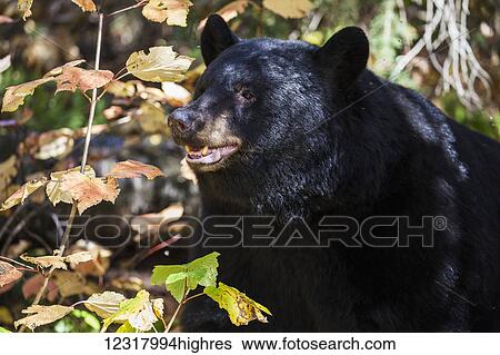 Stock Photograph - Close up of a Black bear among autumn foliage, Southcentral Alaska, USA. Fotosearch