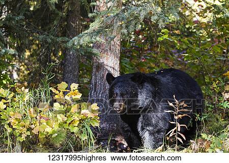 Stock Photograph - Close up of a Black bear among autumn foliage, Southcentral Alaska, USA. Fotosearch