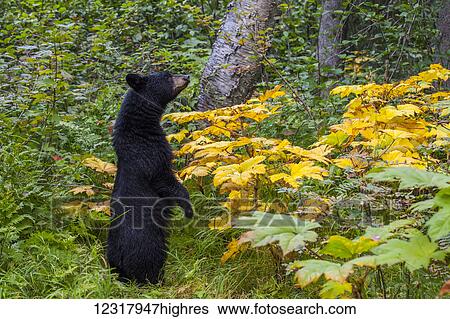 Close up of a Black bear among forest understory, Southcentral Alaska, USA View Large Photo Image Stock Photograph - Close up of a Black bear among forest understory, Southcentral Alaska, USA. Fotosearch