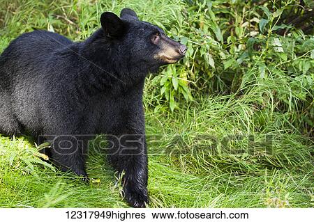 Close up of a Black bear among forest understory, Southcentral Alaska, USA View Large Photo Image Stock Photograph - Close up of a Black bear among forest understory, Southcentral Alaska, USA. Fotosearch