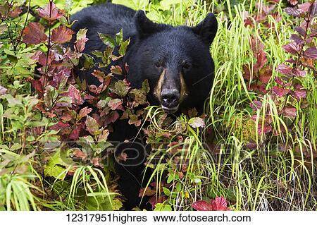 Stock Photograph - Close up of a Black bear among grass and foliage, Southcentral Alaska, USA. Fotosearch