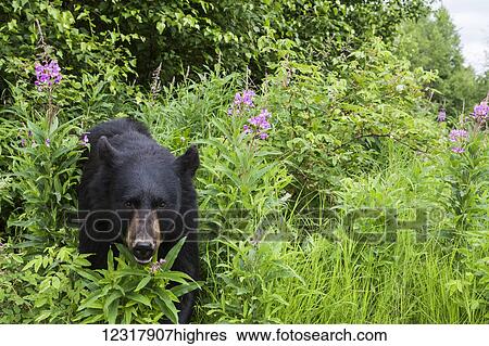 Stock Photograph - Close up of a Black bear among green foliage and Fireweed, Southcentral Alaska, USA. Fotosearch