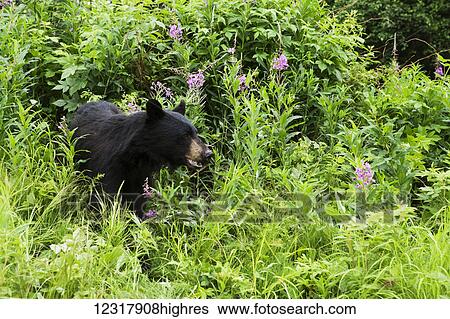 Stock Photograph - Close up of a Black bear among green foliage and Fireweed, Southcentral Alaska, USA. Fotosearch