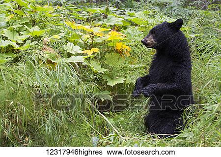 Stock Photograph - Close up of a Black bear among green grasses foliage, Southcentral Alaska, USA. Fotosearch