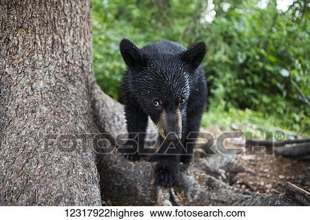 Stock Photograph - Close up of a Black bear cub standing in a forest next to a large tree trunk, Southcentral Alaska, USA. Fotosearch