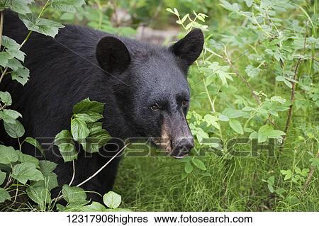 Stock Photograph - Close up of a Black bear in green foliage, Southcentral Alaska, USA. Fotosearch