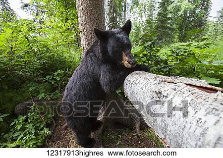 Stock Photograph - Close up of a Black bear on hind feet next to a tree trunk, Southcentral Alaska, USA. Fotosearch