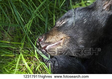 Stock Photograph - Close up of a Black bear sleeping among green grass, Southcentral Alaska, USA. Fotosearch