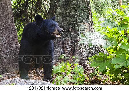 Stock Photograph - Close up of a Black bear standing in a forest next to a large tree trunk, Southcentral Alaska, USA. Fotosearch