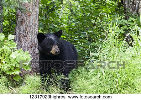 Stock Photograph - Close up of a Black bear standing in a forest next to a tree trunk, Southcentral Alaska, USA. Fotosearch
