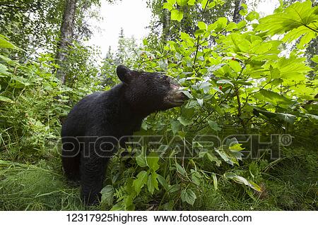 Close up of a Black bear standing in green foliage, Southcentral Alaska, USA View Large Photo Image Stock Photograph - Close up of a Black bear standing in green foliage, Southcentral Alaska, USA. Fotosearch