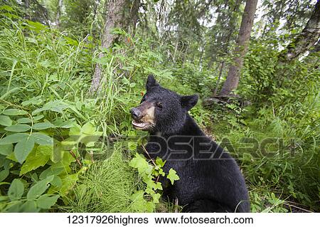 Stock Photograph - Close up of a Black bear standing in green foliage, Southcentral Alaska, USA. Fotosearch