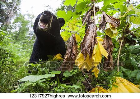 Close up of a Black bear standing in foliage, Southcentral Alaska, USA View Large Photo Image Stock Photograph - Close up of a Black bear standing in foliage, Southcentral Alaska, USA. Fotosearch