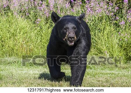 Close up of a Black bear walking on mowed grass, Southcentral Alaska, USA View Large Photo Image Stock Photograph - Close up of a Black bear walking on mowed grass, Southcentral Alaska, USA. Fotosearch