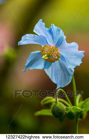 Stock Photograph - Close-up of a blue flower blossoming at Butchart Gardens; Victoria, British Columbia, Canada. Fotosearch
