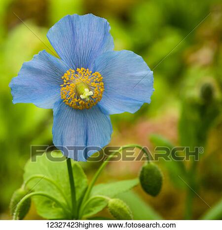 Close-up of a blue flower blossoming at Butchart Gardens; Victoria, British Columbia, Canada View Large Photo Image Stock Photograph - Close-up of a blue flower blossoming at Butchart Gardens; Victoria, British Columbia, Canada. Fotosearch