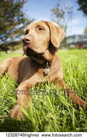 Close-up of a brown Labrador Retriever dog laying on the grass; Alaska, United States of America View Large Photo Image Stock Photograph - Close-up of a brown Labrador Retriever dog laying on the grass; Alaska, United States of America. Fotosearch