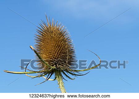 Close-up of a brown plant head covered in bristles against a blue sky; South Shields, Tyne and Wear, England View Large Photo Image Stock Photograph - Close-up of a brown plant head covered in bristles against a blue sky; South Shields, Tyne and Wear, England. Fotosearch