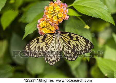 Stock Photograph - Close-up of a butterfly and flowers at Butchart Gardens; Victoria, British Columbia, Canada. Fotosearch