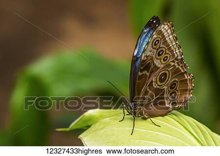 Stock Photograph - Close-up of a butterfly resting on a plant at Victoria Butterfly Gardens; Victoria, British Columbia, Canada. Fotosearch