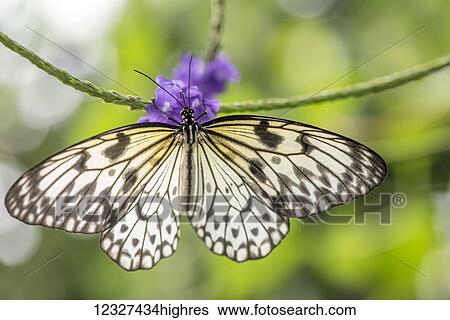 Stock Photograph - Close-up of a butterfly resting on a blossoming plant at Victoria Butterfly Gardens; Victoria, British Columbia, Canada. Fotosearch