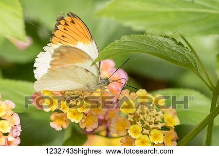 Stock Photograph - Close-up of a butterfly resting on a blossoming plant at Victoria Butterfly Gardens; Victoria, British Columbia, Canada. Fotosearch