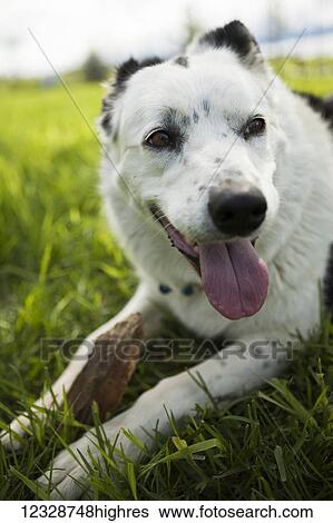 Close-up of a dog panting while laying in the grass; Alaska, United States of America View Large Photo Image Stock Photograph - Close-up of a dog panting while laying in the grass; Alaska, United States of America. Fotosearch