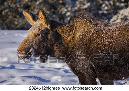 Stock Photograph - Close-up of a female moose (alces alces)with frost on her fur from foraging in the snow on a -30 F (-34 C) degree morning; Alaska, United States of America. Fotosearch