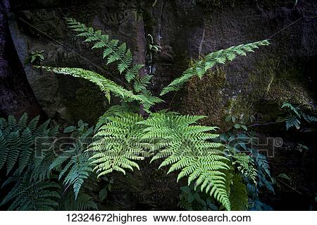 Stock Photograph - Close-up of a fern growing at the base of a tree; North Yorkshire, England. Fotosearch