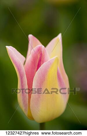 Stock Photograph - Close-up of a flower blossoming at Butchart Gardens; Victoria, British Columbia, Canada. Fotosearch
