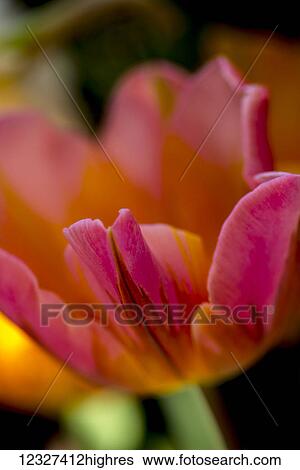 Stock Photograph - Close-up of a flower in bloom at Butchart Gardens; Victoria, British Columbia, Canada. Fotosearch
