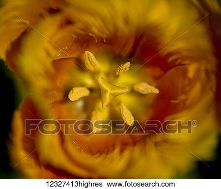 Stock Photograph - Close-up of a flower in bloom at Butchart Gardens; Victoria, British Columbia, Canada. Fotosearch