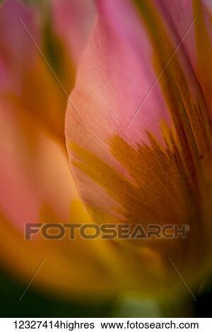 Close-up of a flower in bloom at Butchart Gardens; Victoria, British Columbia, Canada View Large Photo Image Stock Photograph - Close-up of a flower in bloom at Butchart Gardens; Victoria, British Columbia, Canada. Fotosearch