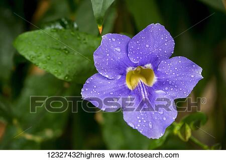 Close-up of a flower in bloom at Victoria Butterfly Gardens; Victoria. British Columbia, Canada View Large Photo Image Stock Photograph - Close-up of a flower in bloom at Victoria Butterfly Gardens; Victoria. British Columbia, Canada. Fotosearch