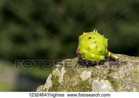 Stock Photograph - Close-up of a green fruit sitting on a rock; Yorkshire, England. Fotosearch