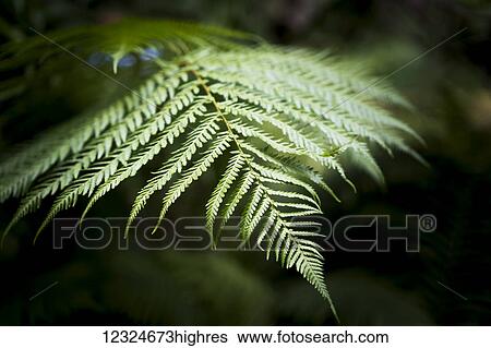 Close-up of a green plant; North Yorkshire, England View Large Photo Image Stock Photograph - Close-up of a green plant; North Yorkshire, England. Fotosearch