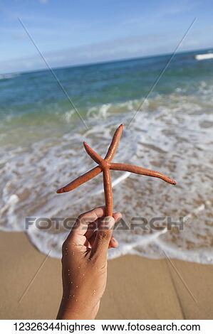 Close-up of a hand holding a Finger starfish, also known as Linckia Sea Star, found along the coastal beach; Honolulu, Oahu, Hawaii, United States of America View Large Photo Image Stock Photograph - Close-up of a hand holding a Finger starfish, also known as Linckia Sea Star, found along the coastal beach; Honolulu, Oahu, Hawaii, United States of America. Fotosearch