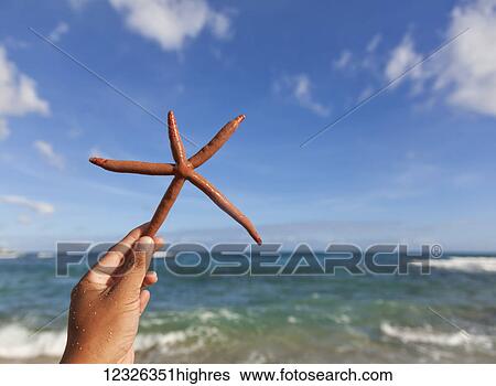 Close-up of a hand holding a Finger Starfish, also known as Linckia Sea Star, found along the coastal beach; Honolulu, Oahu, Hawaii, United States of America View Large Photo Image Stock Photograph - Close-up of a hand holding a Finger Starfish, also known as Linckia Sea Star, found along the coastal beach; Honolulu, Oahu, Hawaii, United States of America. Fotosearch